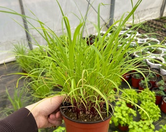 Lemon Grass live  large plant. 6” pot