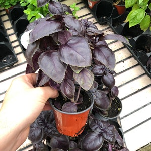Puede incluir: Una planta de albahaca morada en maceta con hojas grandes y texturizadas. La planta se sostiene en una maceta de pl&aacute;stico peque&ntilde;a de color marr&oacute;n anaranjado. Otras plantas de albahaca son visibles en el fondo, junto con plantas de menta verde.