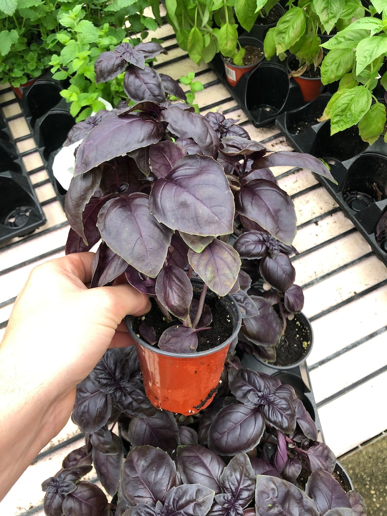 Puede incluir: Una planta de albahaca morada en maceta con hojas grandes y texturizadas. La planta se sostiene en una maceta de pl&aacute;stico peque&ntilde;a de color marr&oacute;n anaranjado. Otras plantas de albahaca son visibles en el fondo, junto con plantas de menta verde.