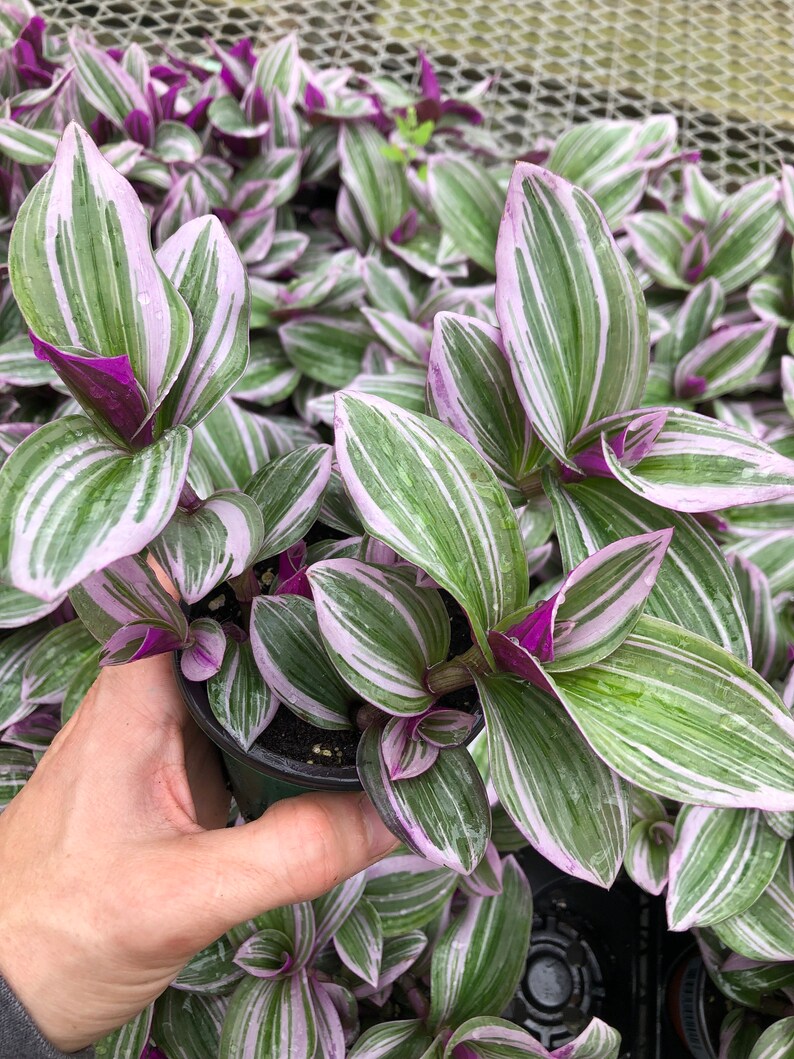 Tradescantia Bubblegum Nanouk Lilac Plant Rare Tradescantia - Etsy