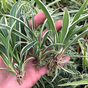 10 Spider plant babies ~ bare root ~ variegated spider &quot;Airplane&quot; - Chlorophytum comosum