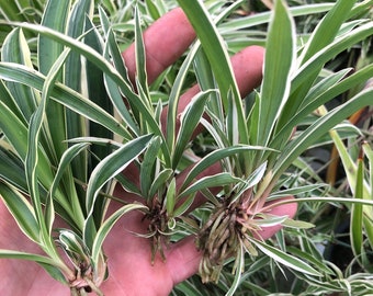 10 Spider plant babies ~ bare root ~ variegated spider "Airplane" - Chlorophytum comosum