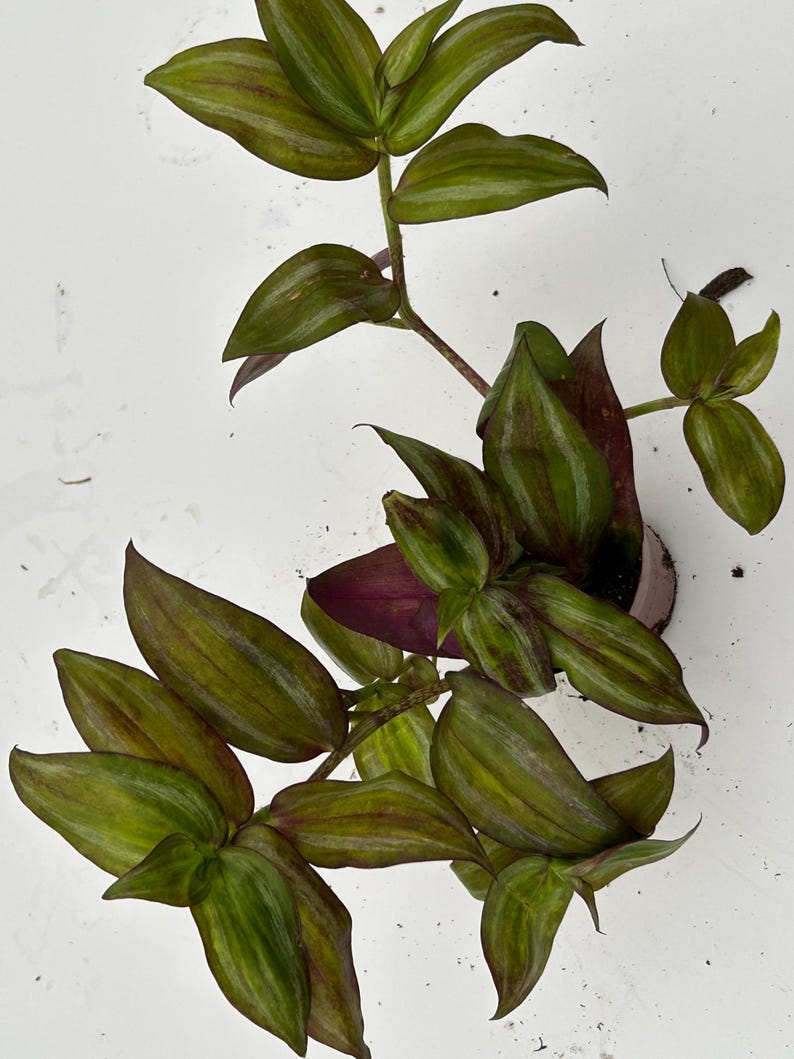 August Breeze Farm Tradescantia Zebrina - Thumbnail 5