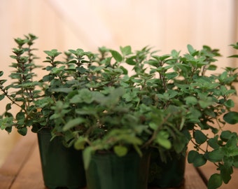 OREGANO Live Plant 4 Inch Pot.  Fresh and Healthy. Very Aromatic!!