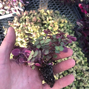 Tradescantia ROOTED cuttings. “Bolivian gold” vibrant