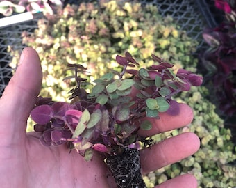 Esquejes enraizados de Tradescantia. “Oro boliviano” vibrante.