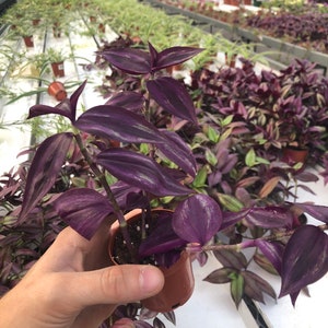 Tradescantia Zebrina Burgundy | Striking Foliage for Indoor Elegance ~ Burgundy Wandering jew