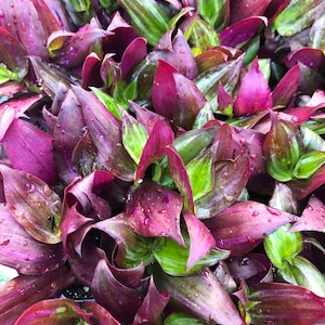 Tradescantia ~ Wandering Jew ~ Zebrina Red Gem - Fully rooted starter plants - Rare wandering jew