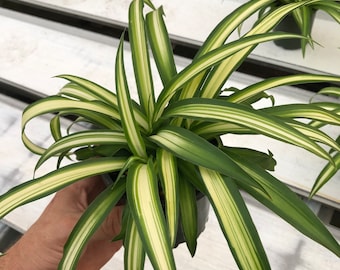 Live spider plant ~ variegated Hawaiian Spider ~ Perfect for home and office decor ~ Chlorophytum comosum Large, Healthy and low maintenance