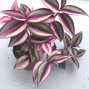 Wandering Jew live plant - Tradescantia zebrina Master list, Easy care houseplant for home and office. Air purifier, low maintenance