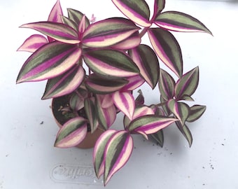 Wandering Jew live plant - Tradescantia zebrina Master list, Easy care houseplant for home and office. Air purifier, low maintenance