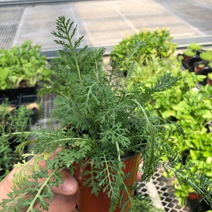 Plante vivante de camomille - variété vivace - romaine - plante médicinale pour le jardin - Entièrement enracinée dans un pot, prête à être plantée dans un jardin de printemps