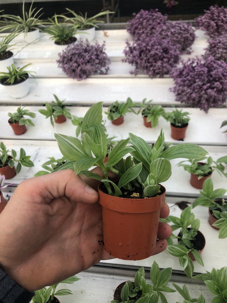 Tradescantia Sanna Wandering Jew Live Plant Tradescantia Etsy