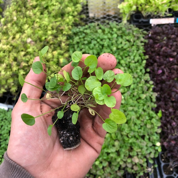 Upland Cress Starter Plants - Set of 5 | Flavorful Greens for Your Garden