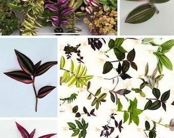 Paquete de esquejes misteriosos de Tradescantia ~ 10, 20 ~ Tradescantia zebrina, Callisia, Murdania. Fácil propagación como planta de interior. Plantas raras.