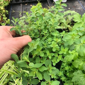 St. John’s wort live plant