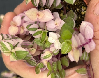 Callisia Repens Bianca - Planta de interior viva - Maceta de 6,35 cm / Vibrante y fácil de cultivar - Llamativo follaje variegado rosa y verde