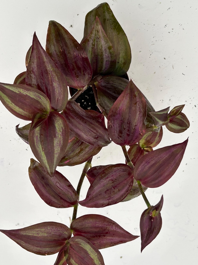 August Breeze Farm Tradescantia Zebrina - Thumbnail 2