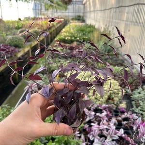 May include: A close-up of a small potted plant with deep purple leaves and stems. The plant is held in a hand, with a greenhouse background filled with various other plants. The leaves have a pointed shape.