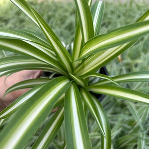 May include: A close-up of a spider plant, featuring long, slender green leaves with white stripes. The plant is in a black pot, with a blurred green background of grass and other plants.