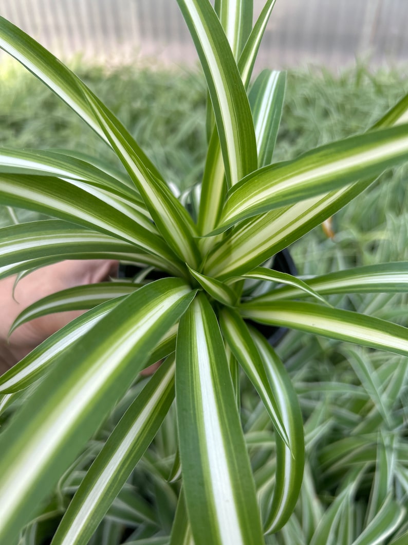 May include: A close-up of a spider plant, featuring long, slender green leaves with white stripes. The plant is in a black pot, with a blurred green background of grass and other plants.