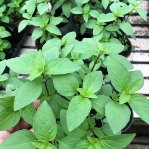 Basilic thaï ~ plante vivante « Réglisse » Basilic thaï ~ Sain et bien enraciné ~ Prêt pour le jardin