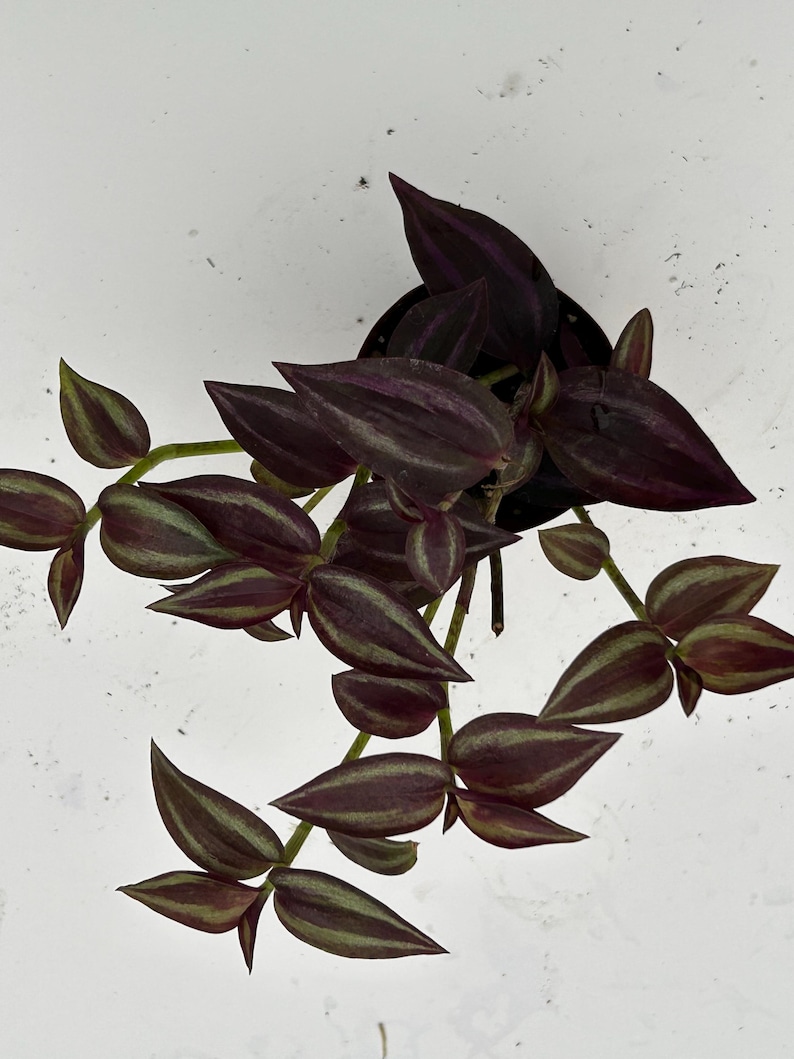August Breeze Farm Tradescantia Zebrina - Thumbnail 3