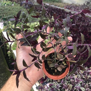 Tradescantia Jose puig ~ dark purple green  ~ easy houseplant ~ rare Wandering jewt
