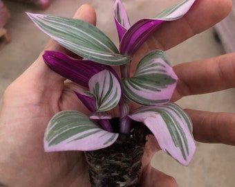 6 Tradescantia Nanouk ~ Bubble gum wandering Jew and Tradescantia Sanna - rare inchplant ~ large fully rooted starter plants Free shipping