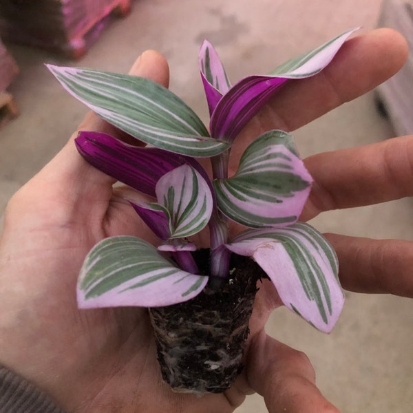 Tradescantia Nanouk ~ Bubble gum wandering Jew ~ pink inchplant ~ 2 large fully rooted starter plants Free shipping