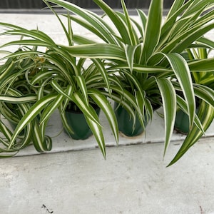 May include: Several spider plants in small green pots. The plants have long, arching green leaves with white stripes along the edges. The plants are arranged closely together, showcasing their vibrant foliage. The pots are sitting on a white surface.
