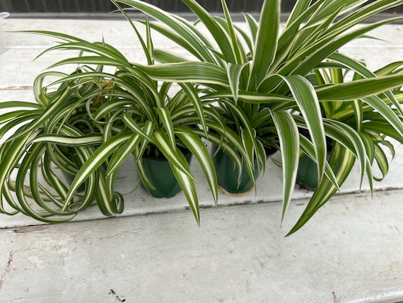 Spider Plant 4 Variety Pack ~ Live Variegated Healthy Spider Plants for  Home and Office ~ Ocean, Hawaiin, Bonnie Curly and Reverse Variegate - Etsy
