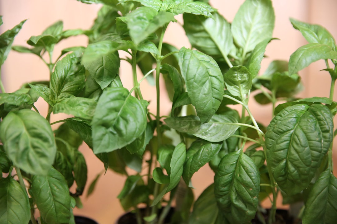 Basil Short Grow Guide for Healthy Plants Etsy
