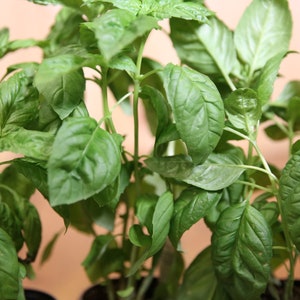 Guía breve de cultivo de albahaca para plantas sanas