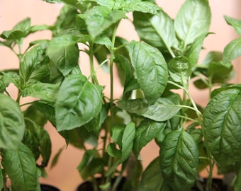 Guía breve de cultivo de albahaca para plantas sanas