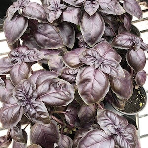Puede incluir: Primer plano de una planta de albahaca morada. Las hojas son de un tono p&uacute;rpura intenso, con vetas visibles. La planta est&aacute; en una maceta negra, lista para plantar. La imagen est&aacute; bien iluminada, mostrando la textura de las hojas.