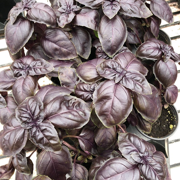 Purple Basil live plant 4” pot “vibrant”