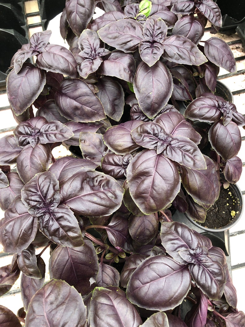 Puede incluir: Primer plano de una planta de albahaca morada. Las hojas son de un tono p&uacute;rpura intenso, con vetas visibles. La planta est&aacute; en una maceta negra, lista para plantar. La imagen est&aacute; bien iluminada, mostrando la textura de las hojas.