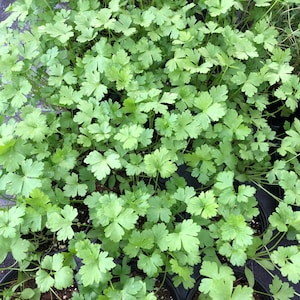 Italian Parsley Live Plant - 4" Pot ~ Fresh Flavor for Your Kitchen ~ Healthy and Large