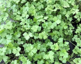 Italian Parsley Live Plant - 4" Pot ~ Fresh Flavor for Your Kitchen ~ Healthy and Large