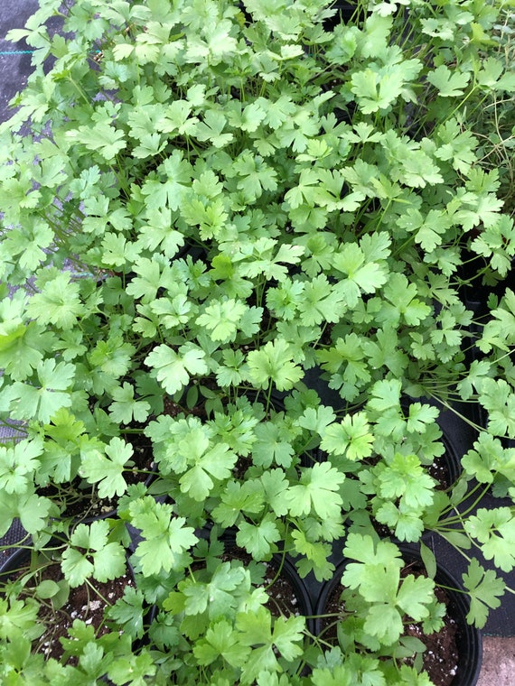 Italian Parsley Live Plant Live Herb - Etsy