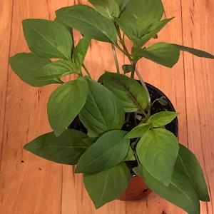 May include: A potted basil plant with vibrant green leaves. The plant is in a small brown pot, set against a wooden background. The leaves are broad and lush, showcasing the plant's healthy growth.