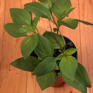 Thai Basil live plant