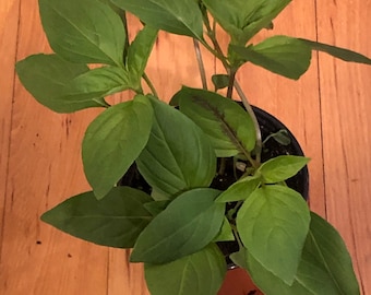 Thai Basil live plant