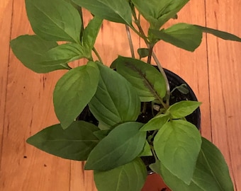 Thai Basil ~ Sweet Thai live plant ~ Standard Thai flavor profile ~ Culinary herb ~ Healthy and aromatic
