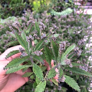 Mother of thousands ~ live plant houseplant ~ 3 rooted starter plants