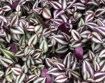 Tradescantia ROOTED cutting’s “ wandering Jew “