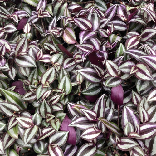 Tradescantia ROOTED cutting’s “ wandering Jew “