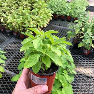 Holy basil Ramma tulsi live herb