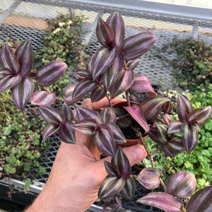 Tradescantia Zebrina mini ~ live potted plant ~ Wandering Jew Mini ~ vibrant color